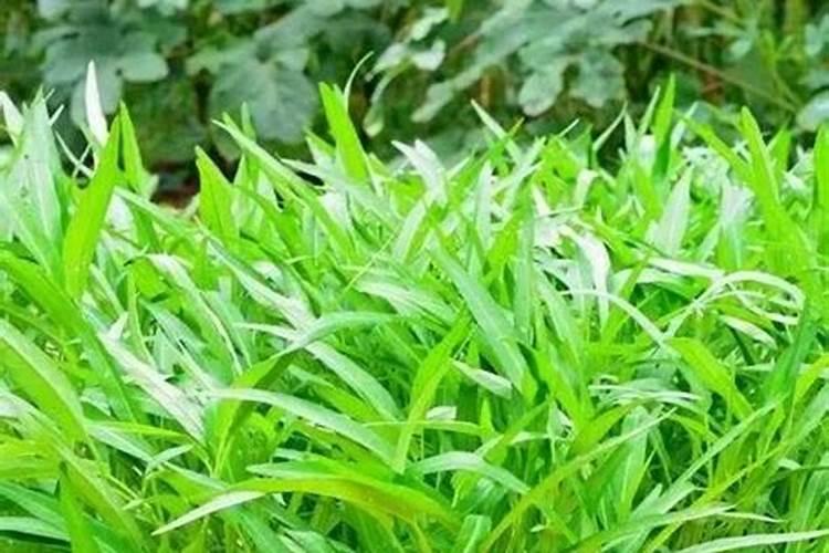 空心菜发芽后多久可以施肥