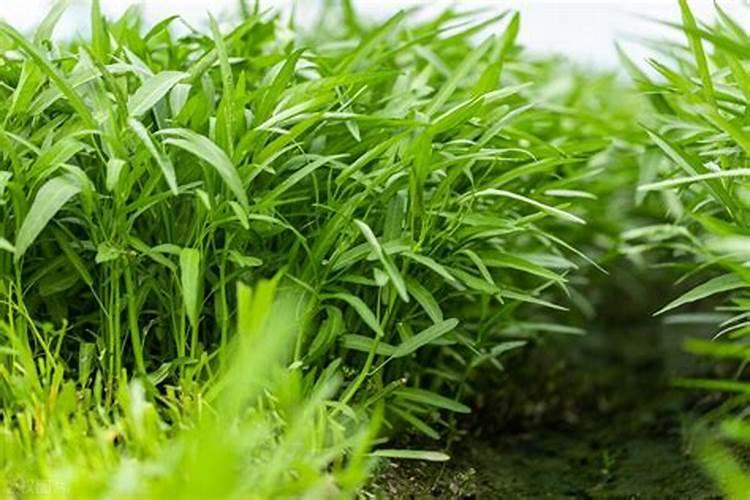 博白空心菜的种植方法和技术