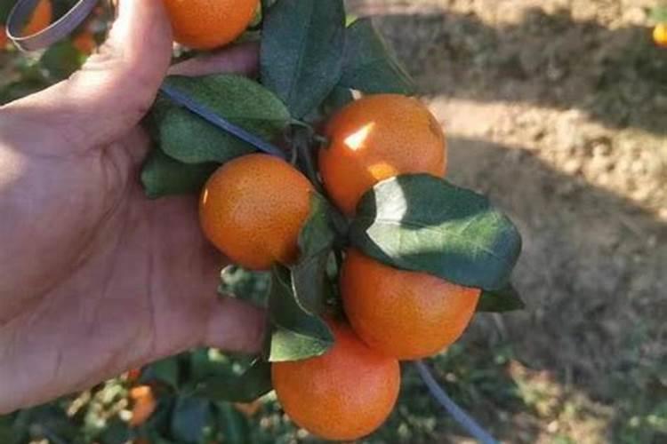 尿素能在盐渍化地里滴灌冲施吗？