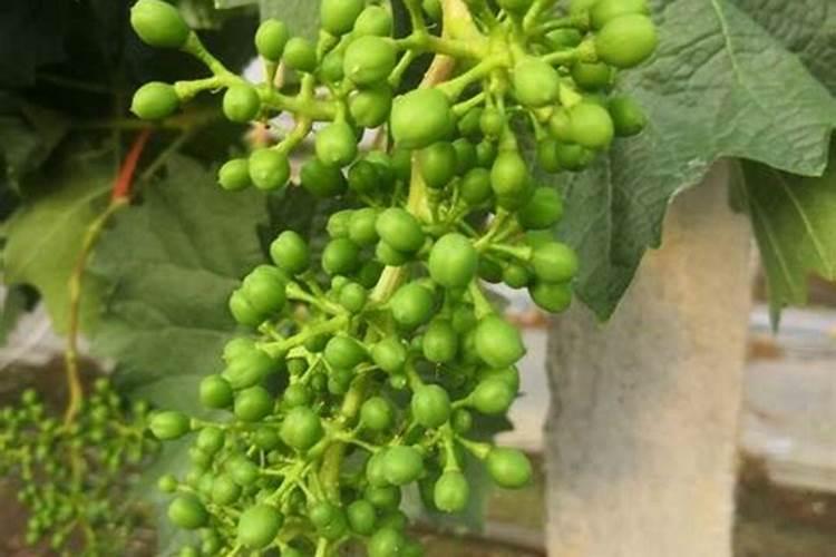 请问农艺大师,六月鲜葡萄开花前能浇水施肥吗？