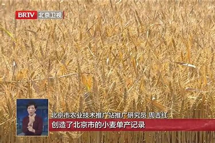 小麦专用肥都有什么牌子