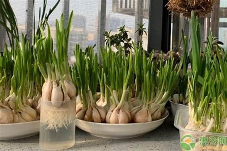 没有发芽的大蒜,怎么种成蒜苗？