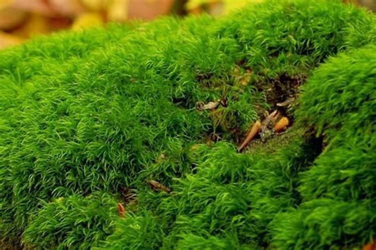 消灭青苔的方法
