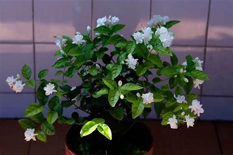 茉莉花最忌讳三种肥料