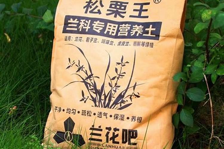 锦旗的养殖方法和注意事项 兰花锦旗怎么养