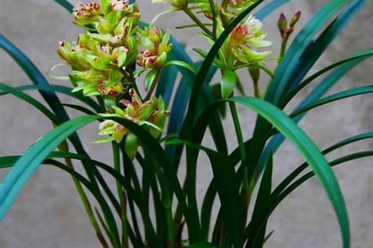 白兰花什么时候施肥最好？施什么肥？(白兰花冬天要施肥吗)