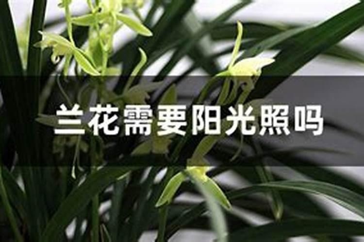 兰花的养殖方法和注意事项 兰花的施肥方法