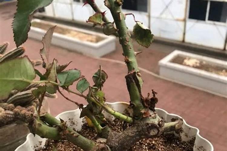 月季出新芽了,大家帮忙看看能晒太阳和施肥了吗