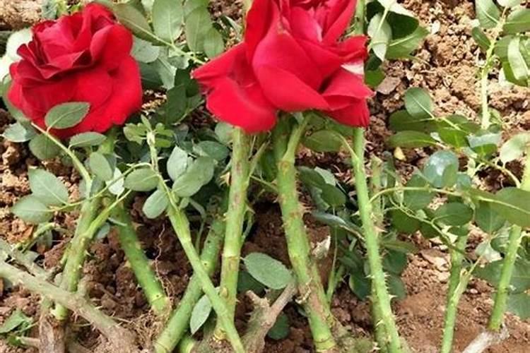 月季僵苗怎样才能发新芽