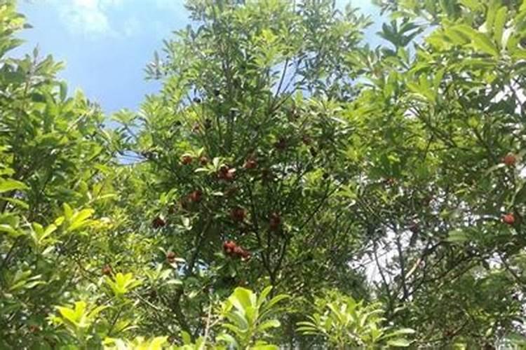 硼肥在杨梅膨果时期能增加种子的饱满度吗 硼肥怎么施效果好