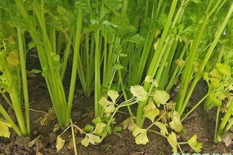 芹菜的用肥方法