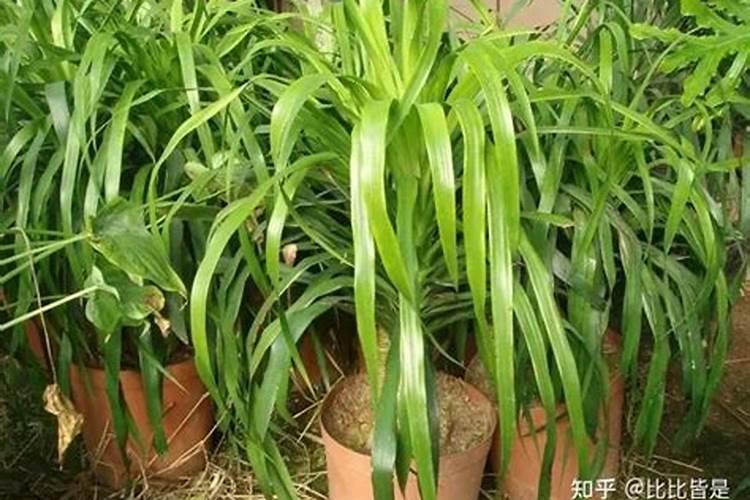 龙血树施肥什么肥料好