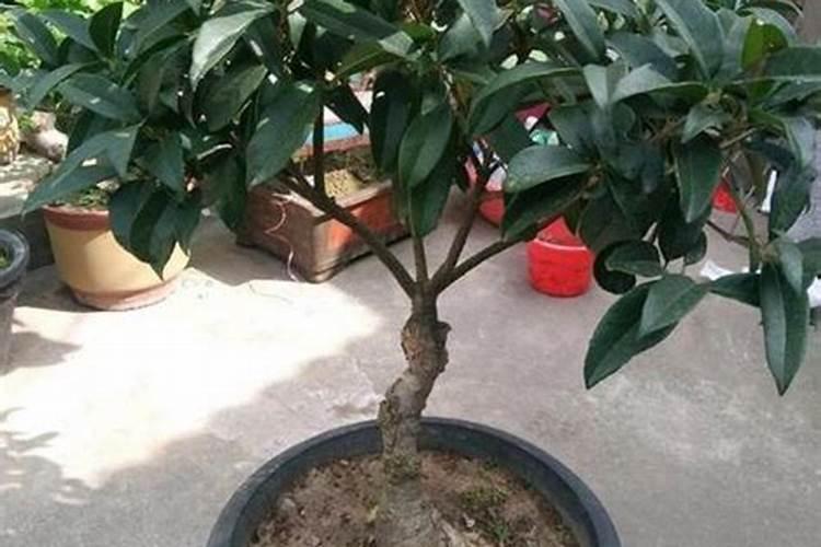 盆栽桂花树多长时间浇次硫酸亚铁