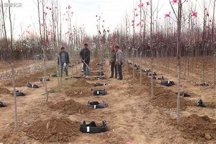 桂花树一般都使用什么叶面肥