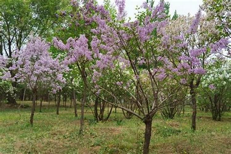 花卉叶面肥用什么好 花卉叶面肥浓度多少合适