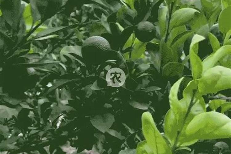 柑橘幼树施肥方法和注意事项