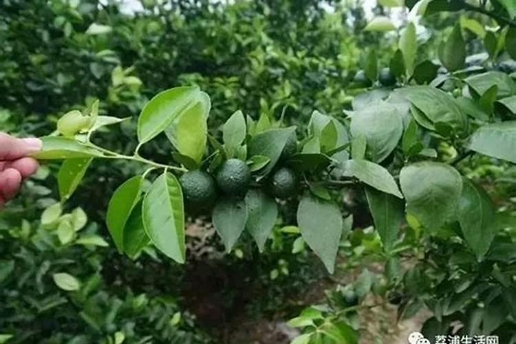 简述柑橘的施肥时期和施肥方法