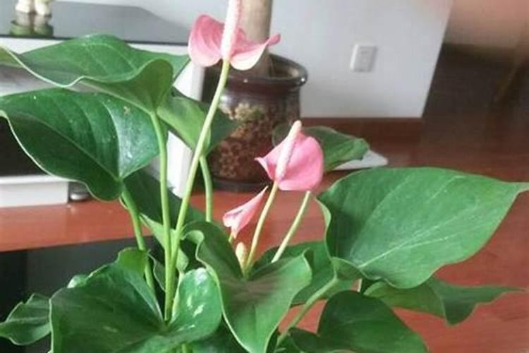 红掌花需要什么肥料