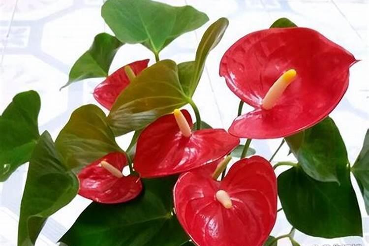 红掌施什么肥好