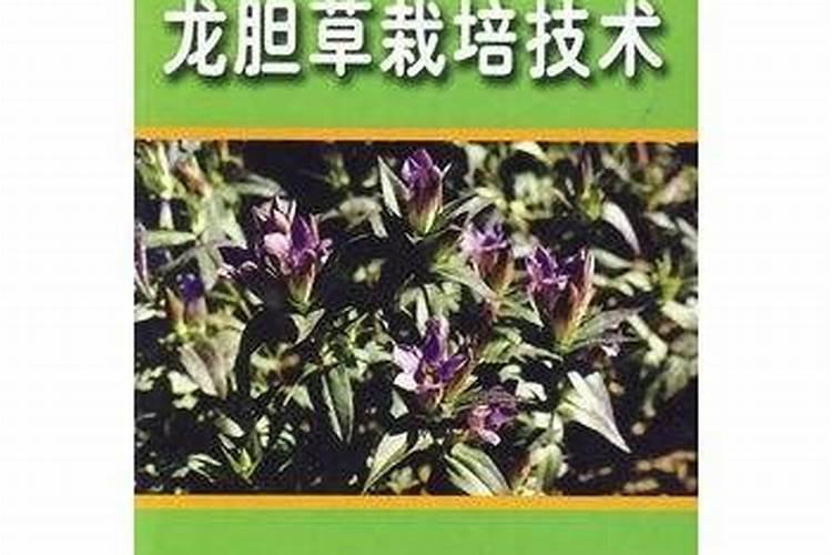 龙胆草怎么养
