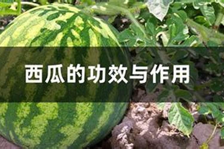 西瓜苗施加何种叶面肥较为理想