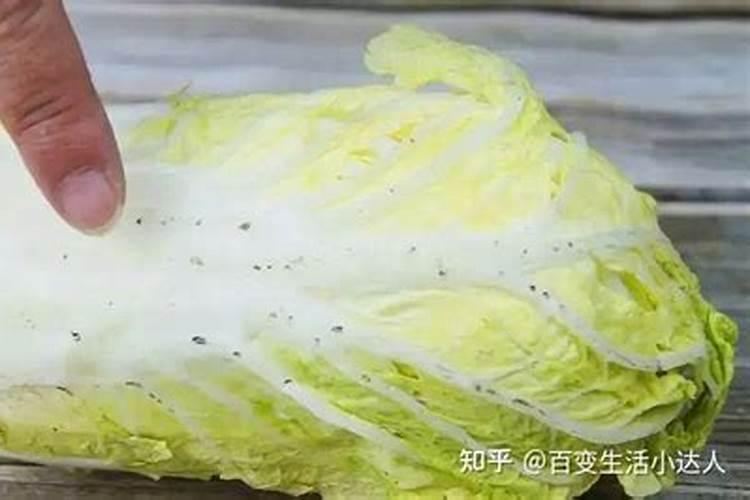 白菜发苦是什么原因