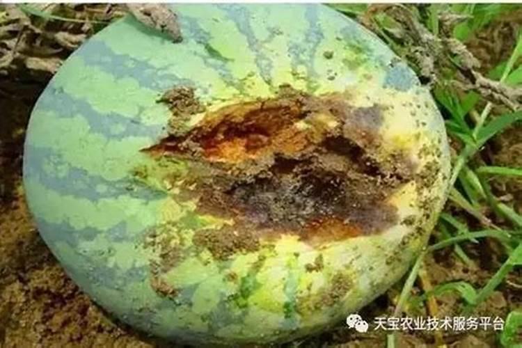 西瓜烂果是什么原因