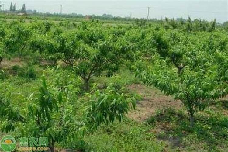 桃树什么时候施肥最好 桃树施肥的最佳时间