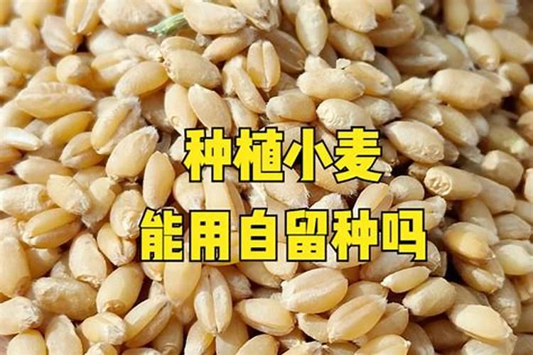 白色化肥是什么意思？