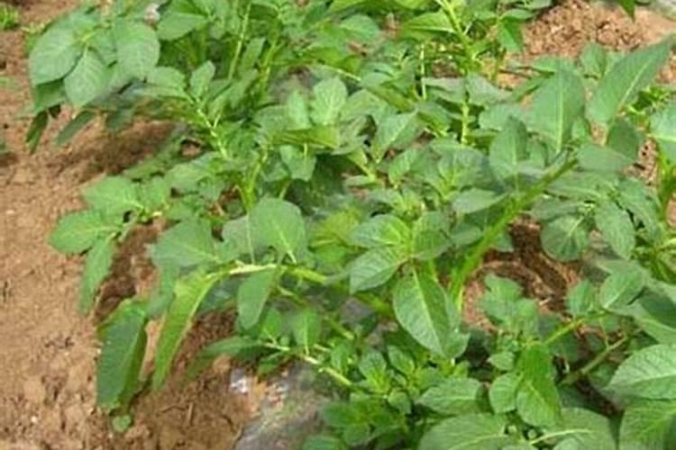 土豆开花后施什么肥料能提高产量