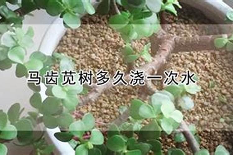 马齿苋树怎么养才开花,掌握5个要点让其花开满盆
