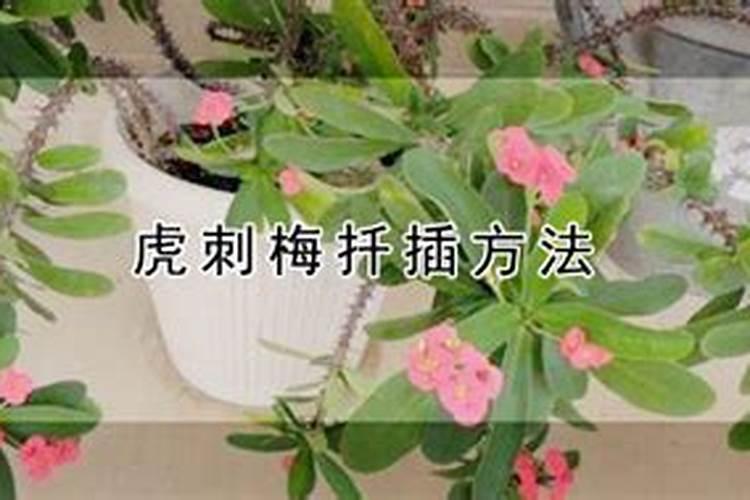 虎刺梅用什么肥料
