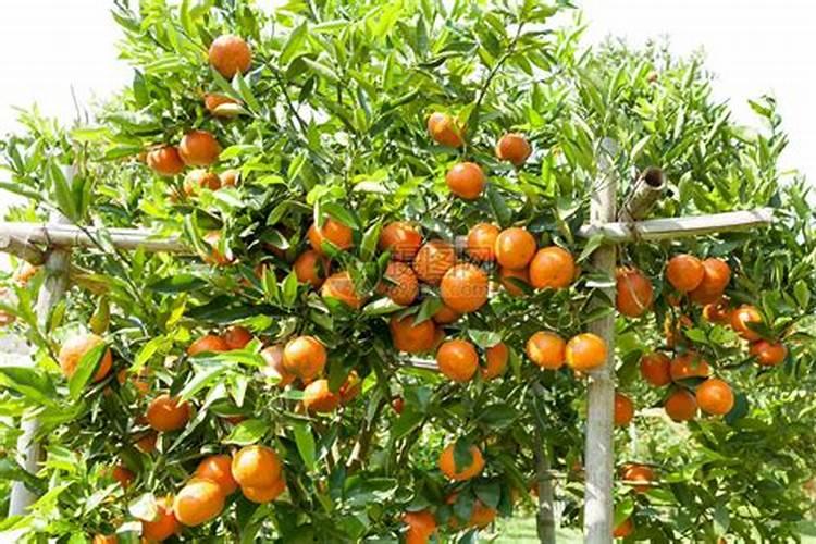 橙子的种植要注意什么 橙子种植五大注意事项介绍