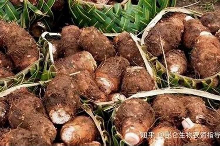 种植芋头,掌握几个管理技巧,更有利于芋头优质高产