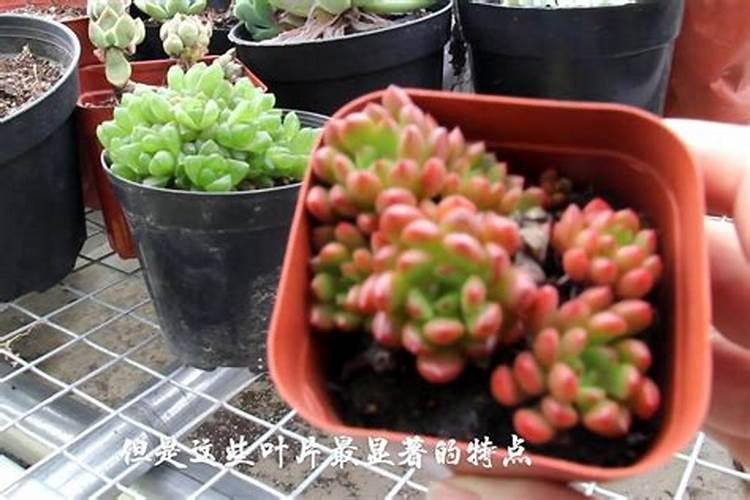 多肉施什么肥好
