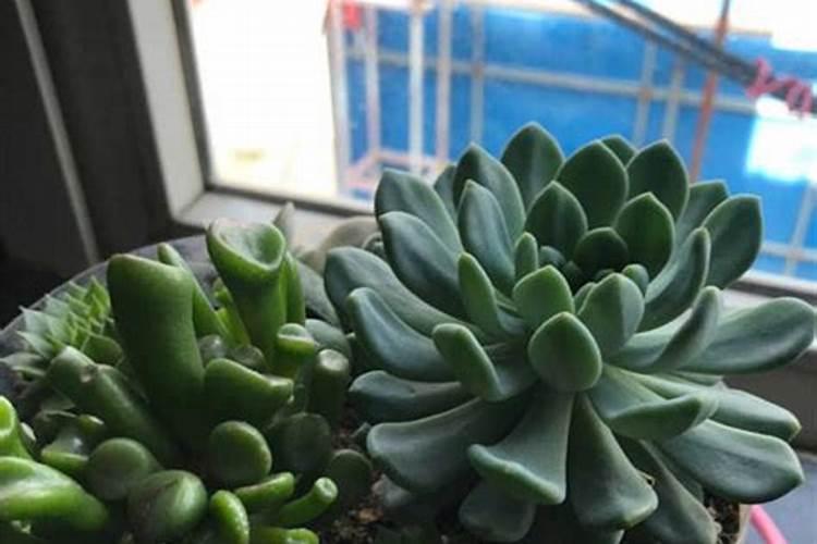 多肉植物施什么肥好