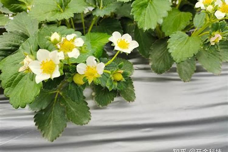 草莓缺硼怎么办