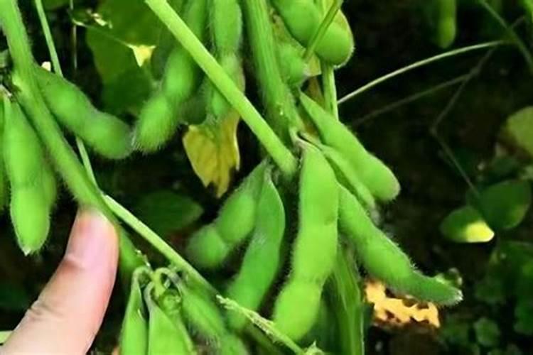 炒熟的黄豆可以做肥料吗