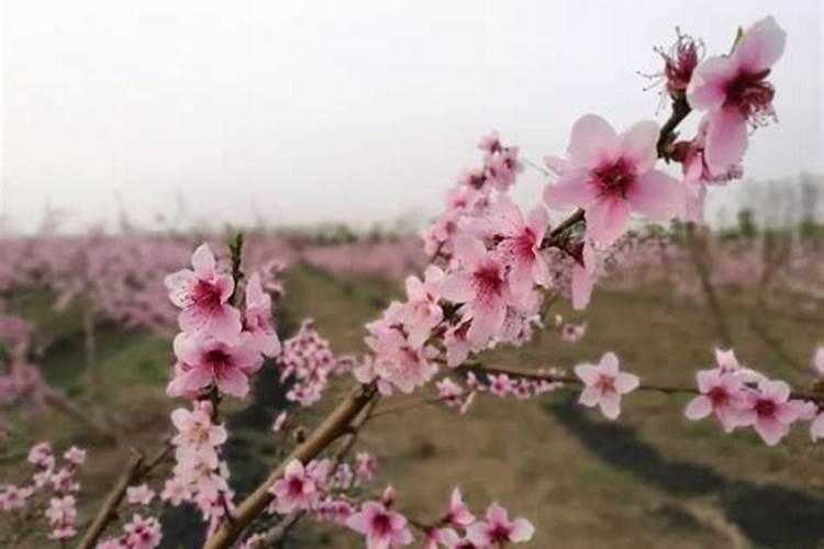 桃树什么时候施肥效果好,桃树施肥最佳时间