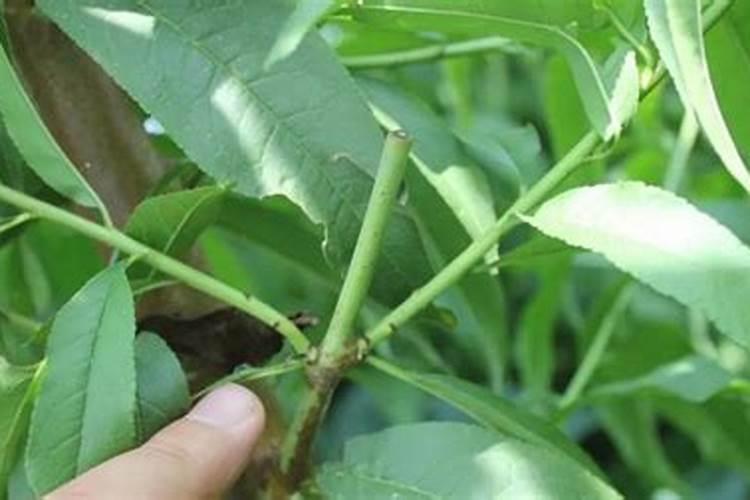 桃树能施化肥吗