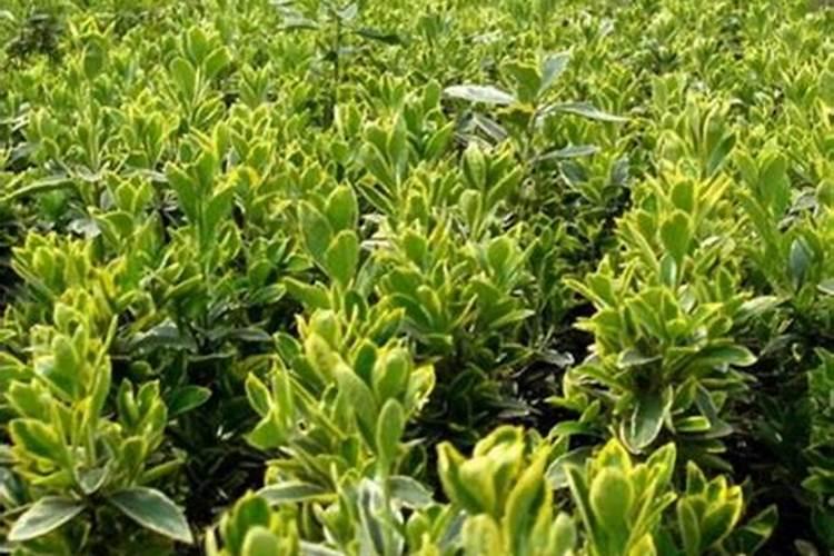 芸苔素使用十大禁忌要避免