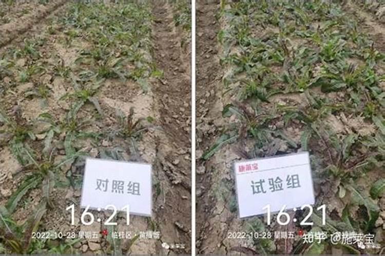 莴笋大规模种植施什么肥 怎么施肥长的粗壮