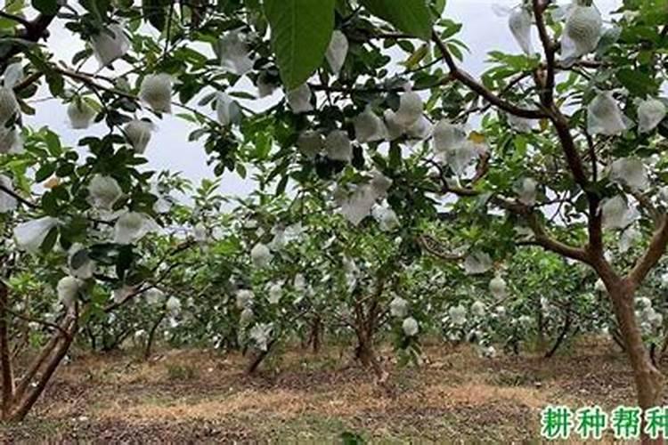 番石榴怎么施肥 番石榴施肥技巧总结