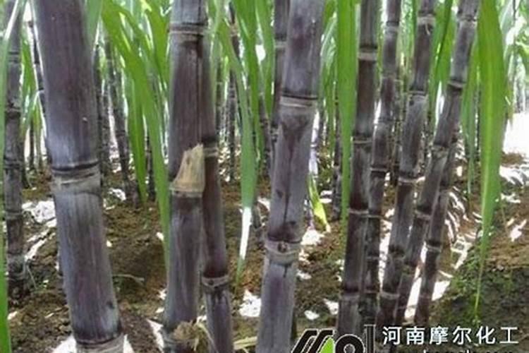 用什么农药甘蔗可以长粗长高