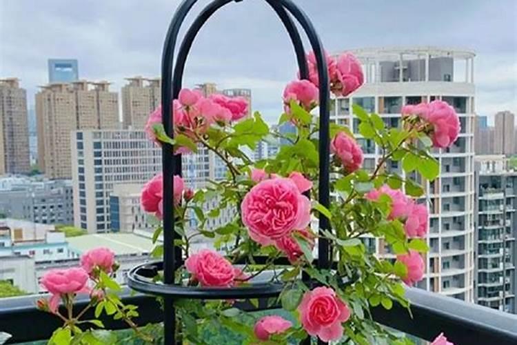 藤本月季那么美,新手种植要注意什么