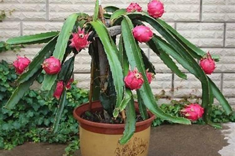火龙果施什么肥才能开花结果 火龙果开花要施什么肥