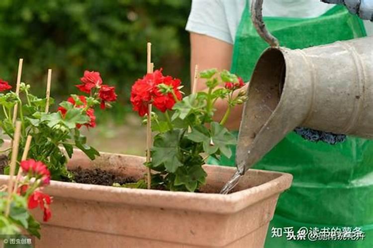 ...一个月了还是黄叶(绿植叶子发黄什么原因(养花叶子发黄补救办法分享...