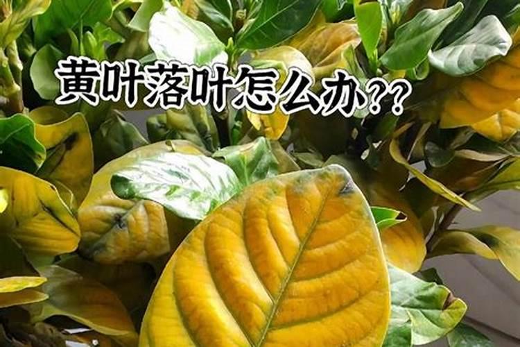 怎样让君子兰脉纹突出