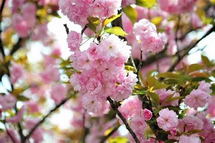樱花开花后怎么养护