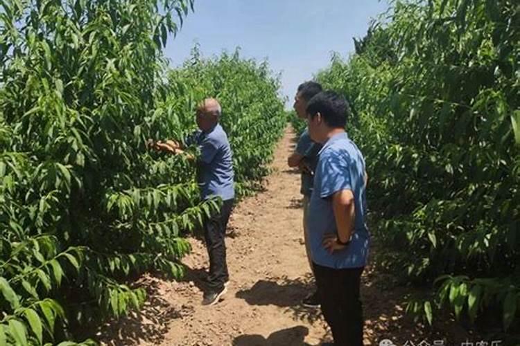 当年栽的桃树八月份需要施肥吗？